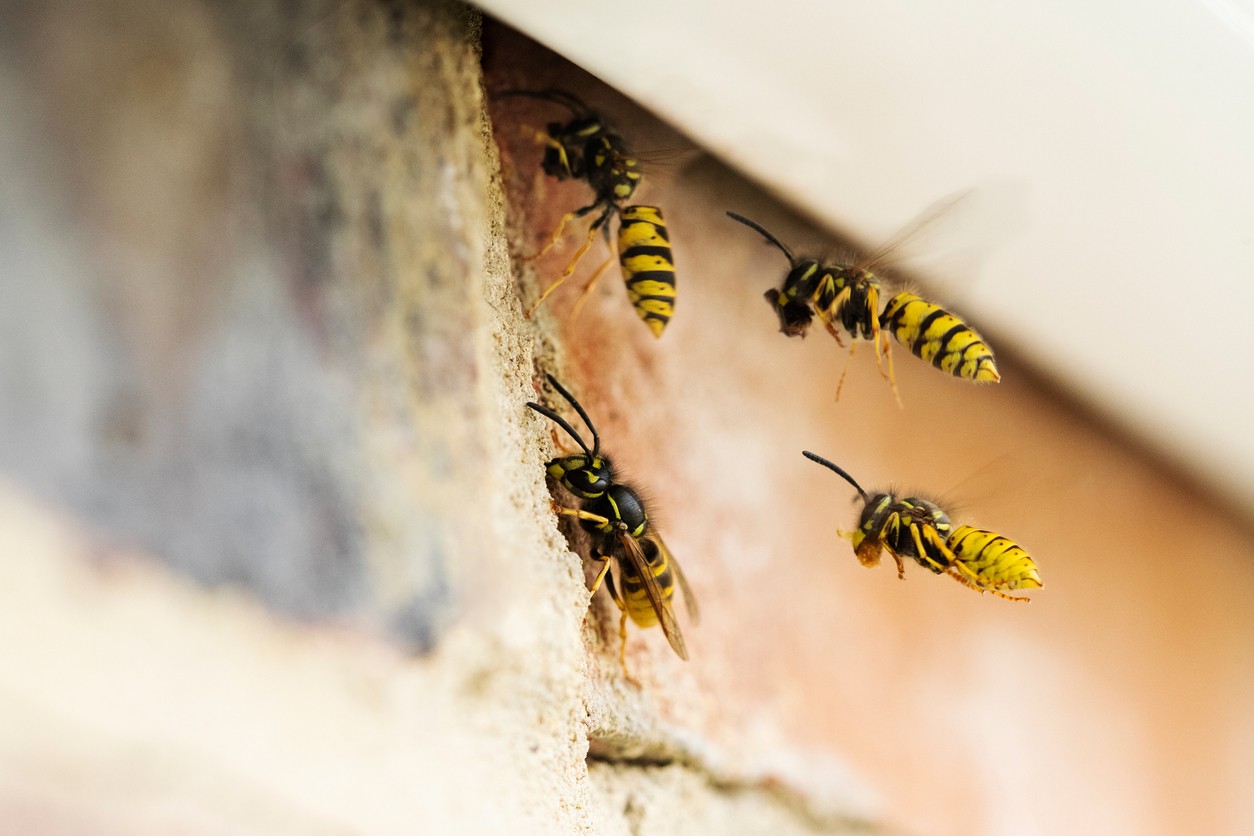 yellowjackets-nesting-in-siding